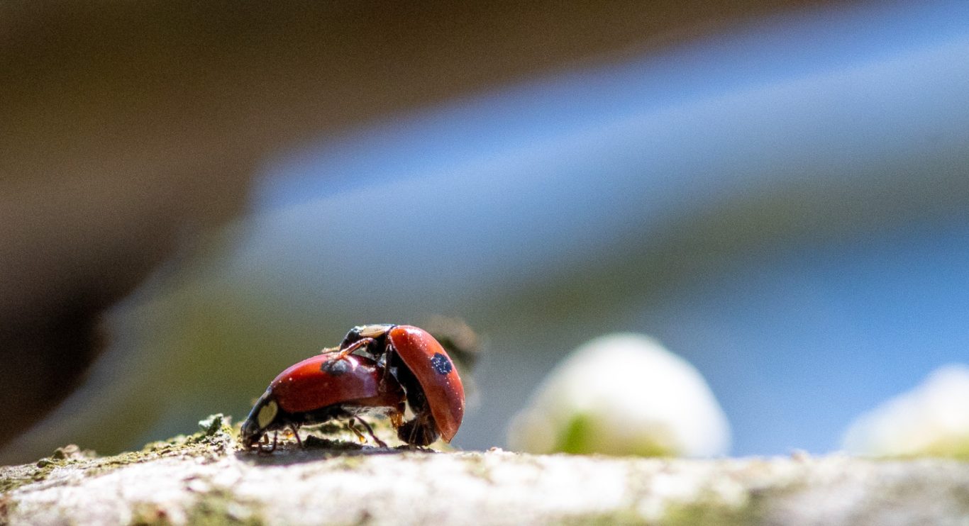 Adalia bipunctata - Zweipunkt-Marienkäfer / Two-spotted ladybug / joaninha-de-duas-pintas Adalia bipunctata