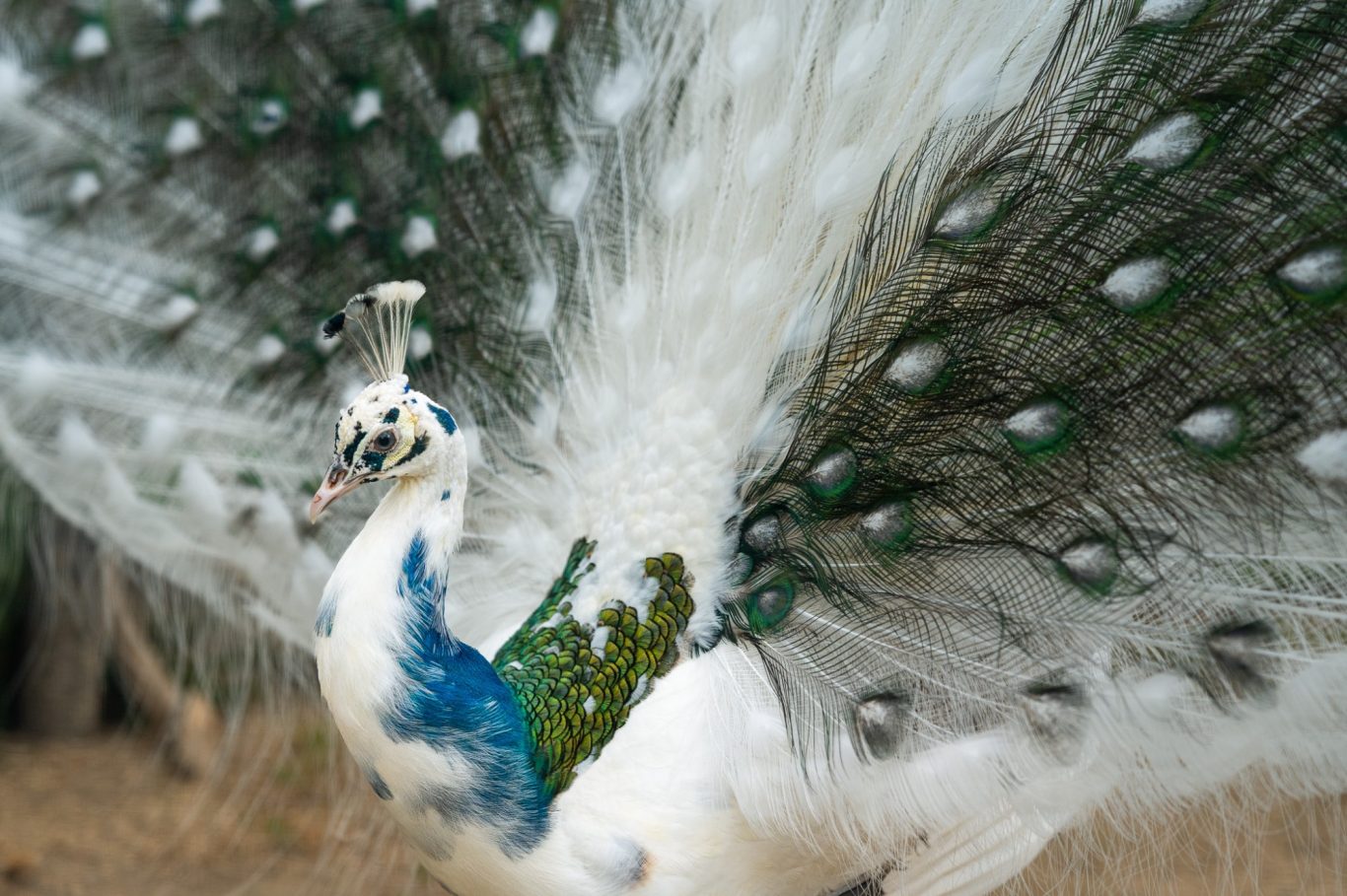 Kreuzung weißer und blauer Pfauen / A cross between white and blue peacocks / cruzamento entre pavões brancos e azuis Pavo cristatus