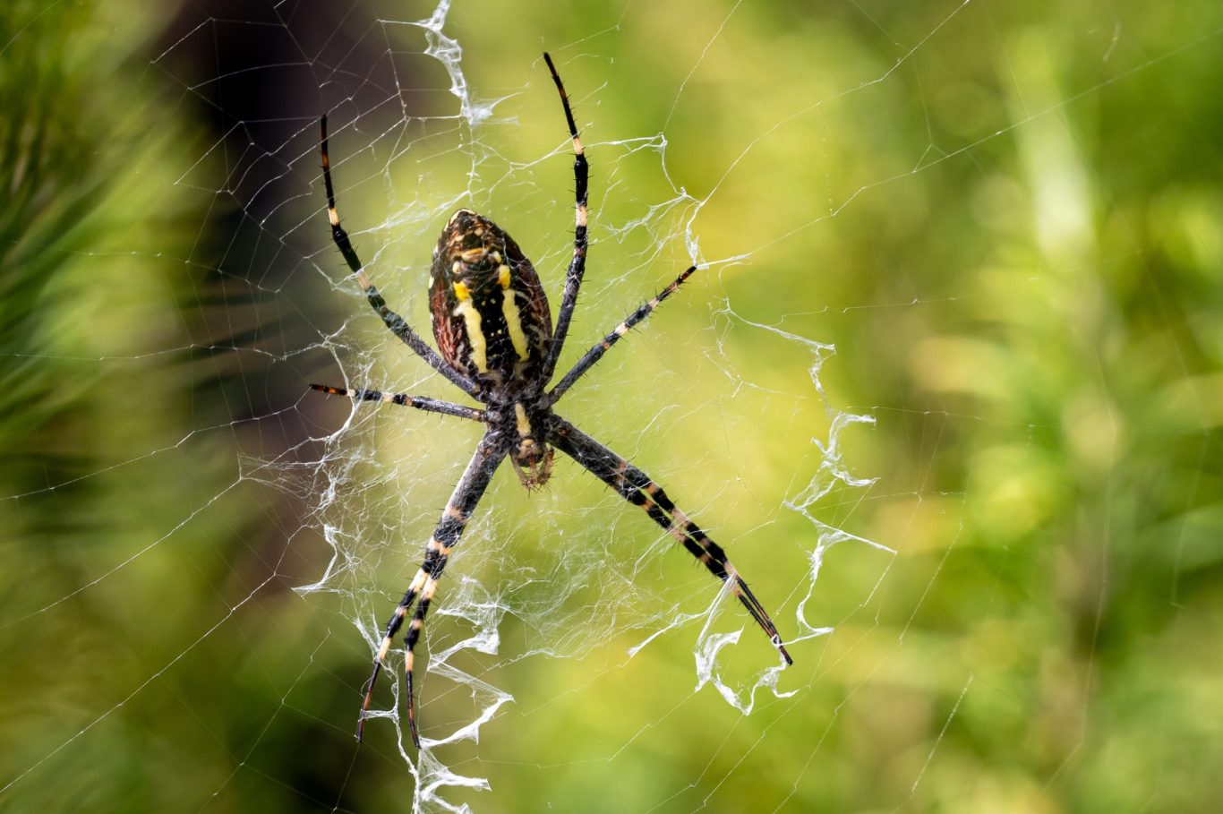 Argiope bruennichi - Wespenspinne / wasp spider / aranha-vespa Argiope bruennichi