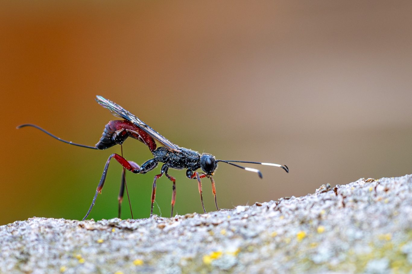 Ichneumon gracilentus - Schlupfwespe mit rotem Hinterleib / Ichneumon wasp / ichneumon gracilentus (ușa-se o nome científico) Ichneumon gracilentus