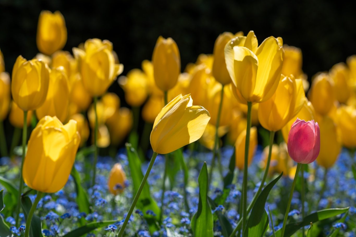 Tulipa flavus - Tulpe 'Yellow Flight' / tulip 'Yellow Flight' / tulipa 'Yellow Flight' Tulipa (flavus)