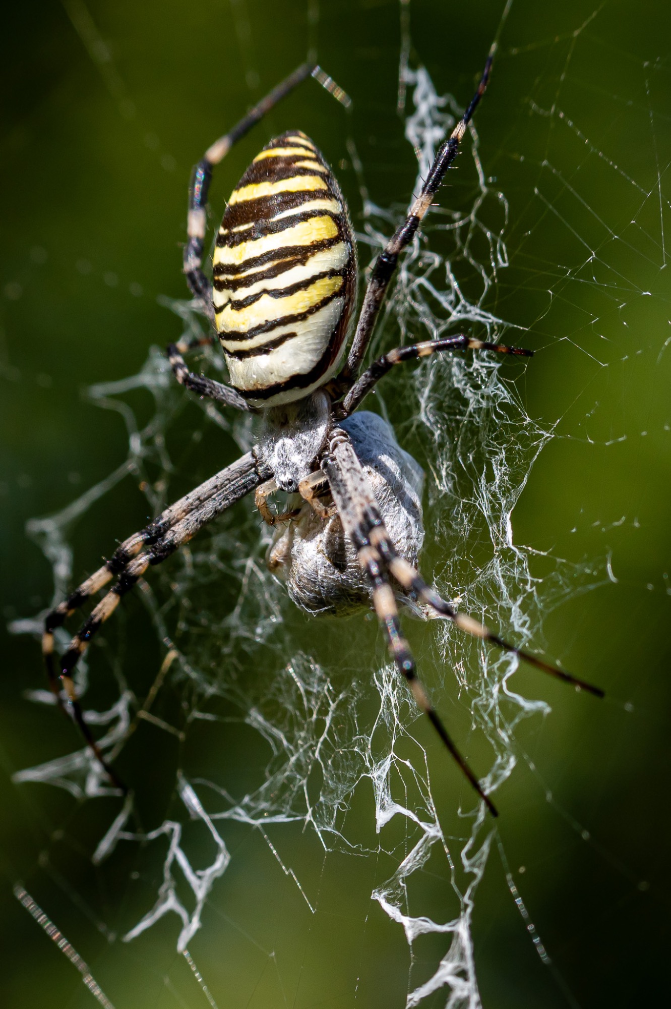 Argiope bruennichi - Wespenspinne / wasp spider / aranha-vespa Argiope bruennichi