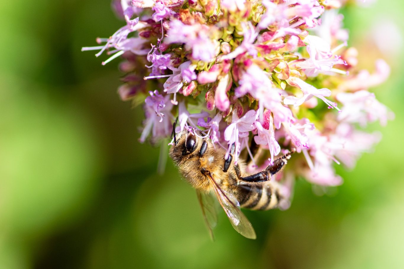 Andrena flavipes - Gemeine Sandbiene / yellow-legged mining bee / abelha-da-areia Andrena flavipes
