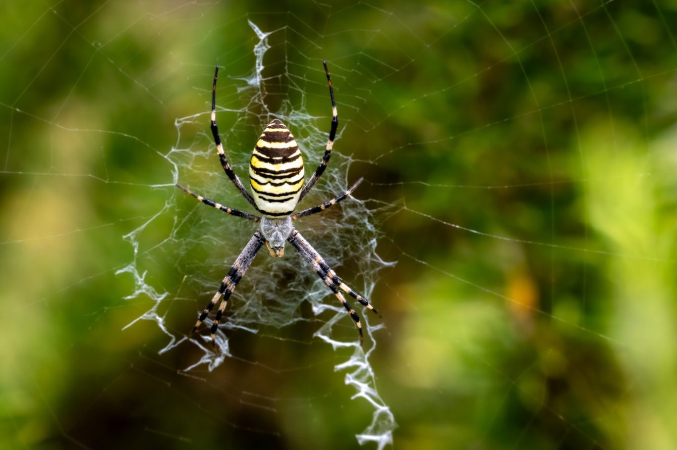 Argiope bruennichi - Wespenspinne / wasp spider / aranha-vespa Argiope bruennichi
