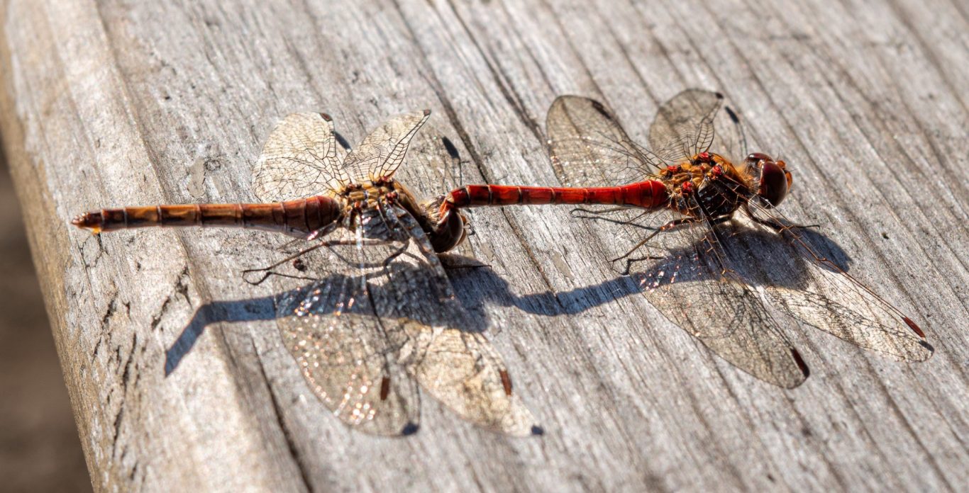 Sympetrum sanguineum - Blutrote Heidelibelle / ruddy darter dragonfly / libélula-de-seta-vermelha Sympetrum sanguineum