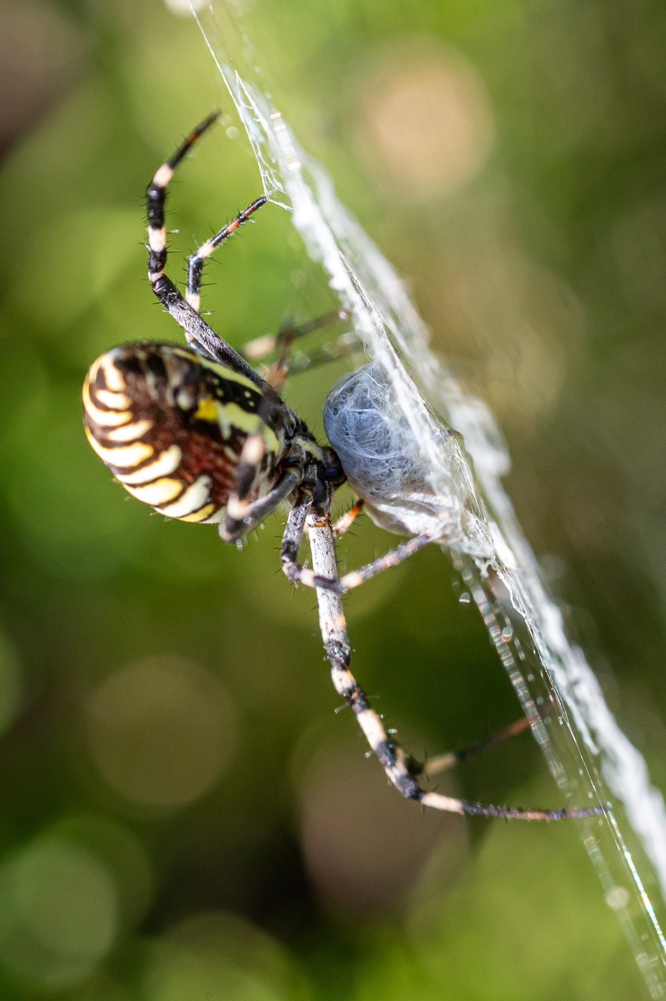 Argiope bruennichi - Wespenspinne / wasp spider / aranha-vespa Argiope bruennichi