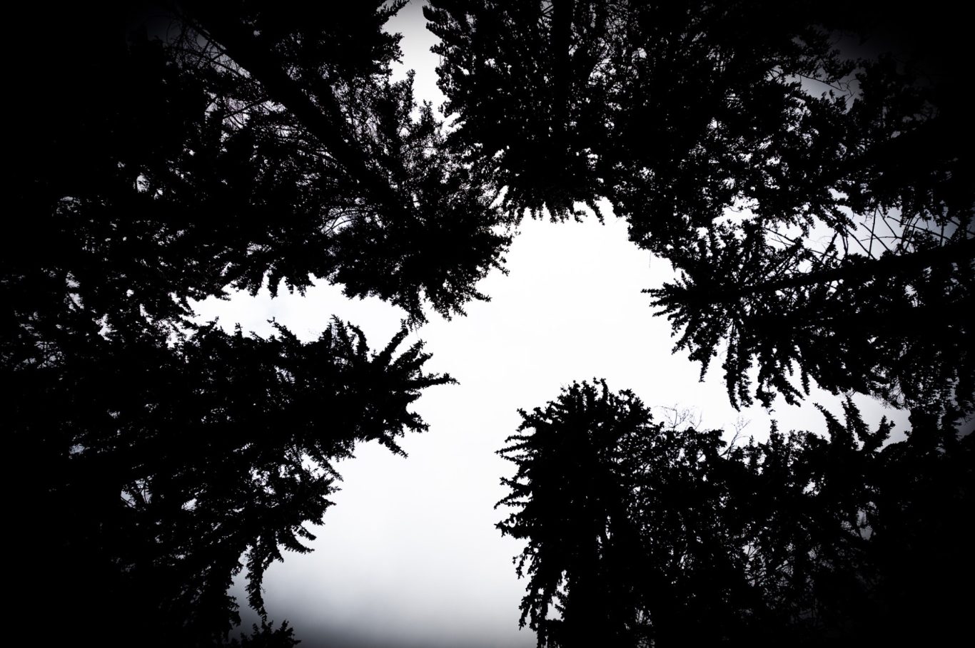 Der Geist des Waldes / The spirit of the forest / O espírito da floresta The spirit of the forest
