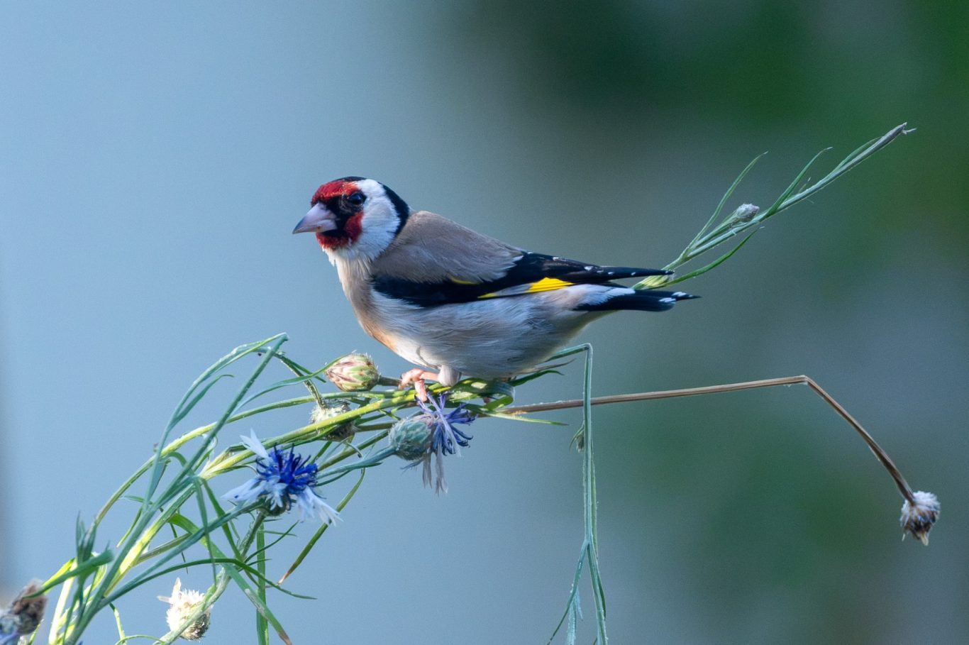 Carduelis carduelis - Stieglitz od. Distelfink / goldfinch / pintassilgo Carduelis carduelis