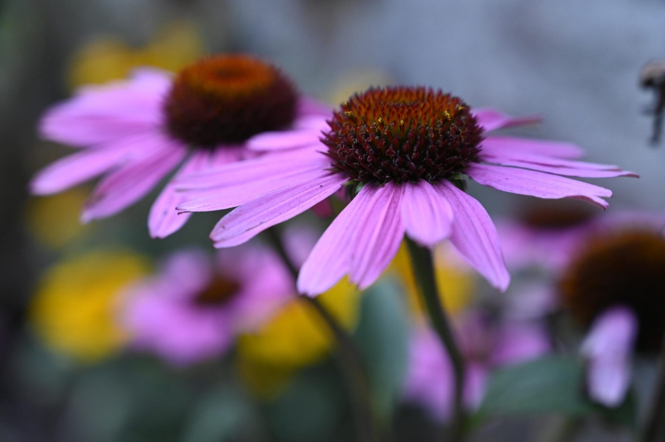 Echinacea purpurea - Purpurroter Scheinsonnenhut / purple coneflower / equinácea-púrpura Echinacea purpurea