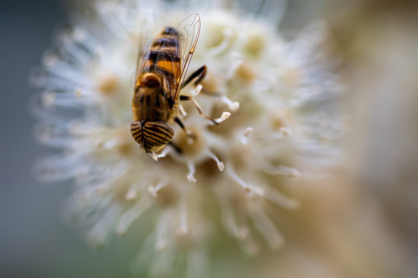 Eristalinus taeniops - Bindenaugen-Drohnenfliege / band-eyed drone fly / mosca-tigre Eristalinus taeniops