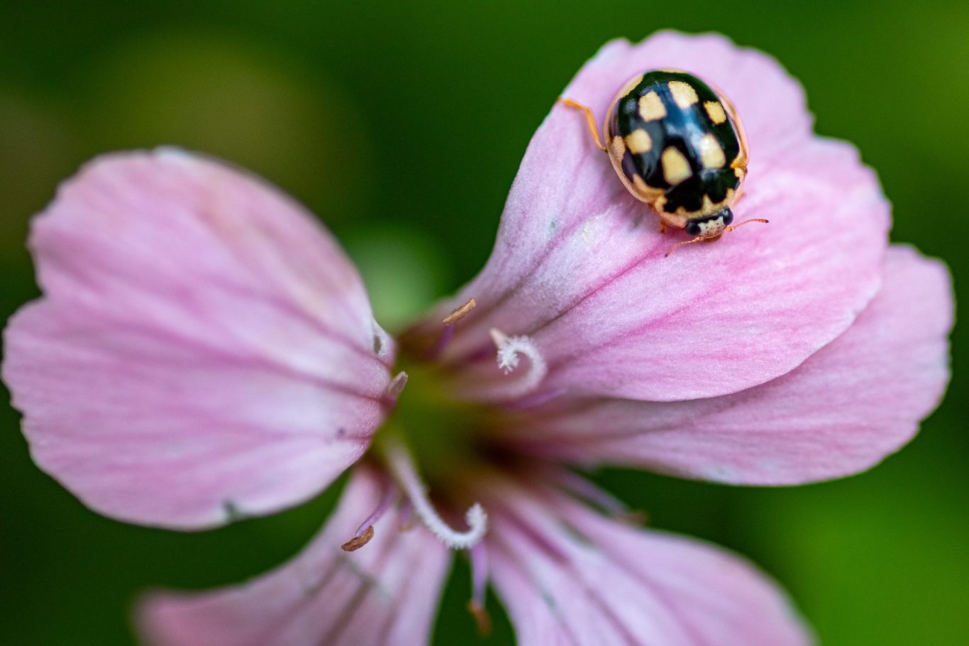 Coccinula quatuordecimpustulata - Trockenrasen-Marienkäfer / fourteen-spot ladybird beetle / joaninha-catorze-pintas-brancas Coccinula quatuordecimpustulata