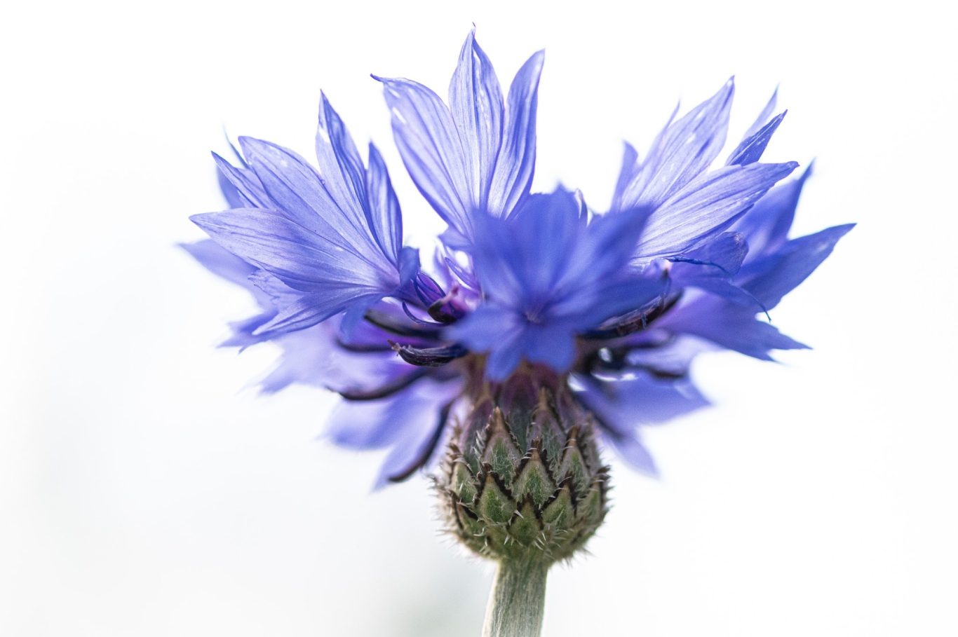 Centaurea cyanus - Kornblume / cornflower / centáurea, fidalguinhos ou flor-de-lis Centaurea cyanus