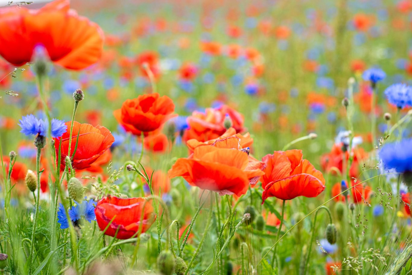Papaver rhoeas - Klatschmohn / red poppy / papoila-vermelha Papaver rhoeas
