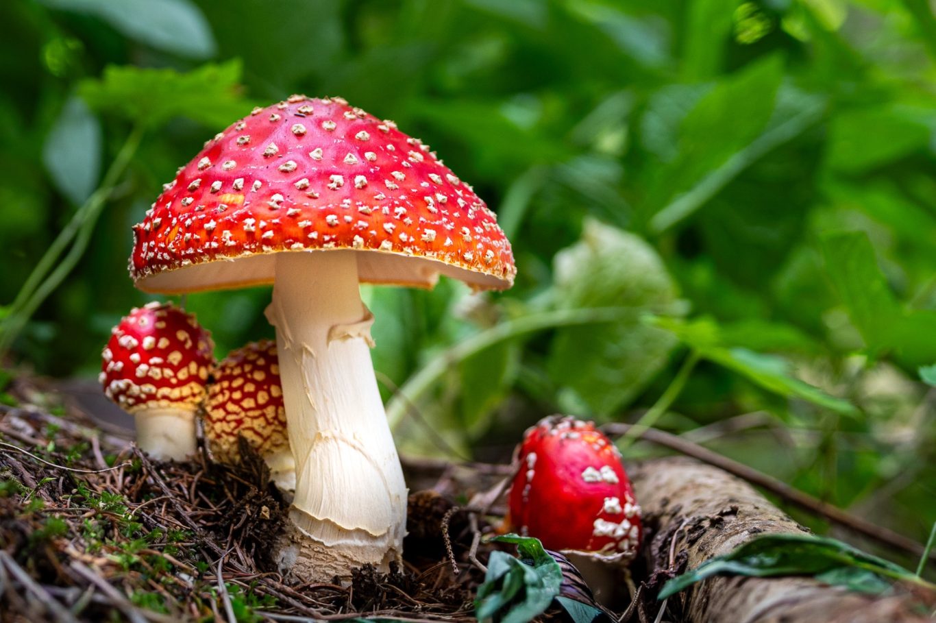 Amanita muscaria - Fliegenpilz / fly agaric mushroom / cogumelo mata-moscas Amanita muscaria