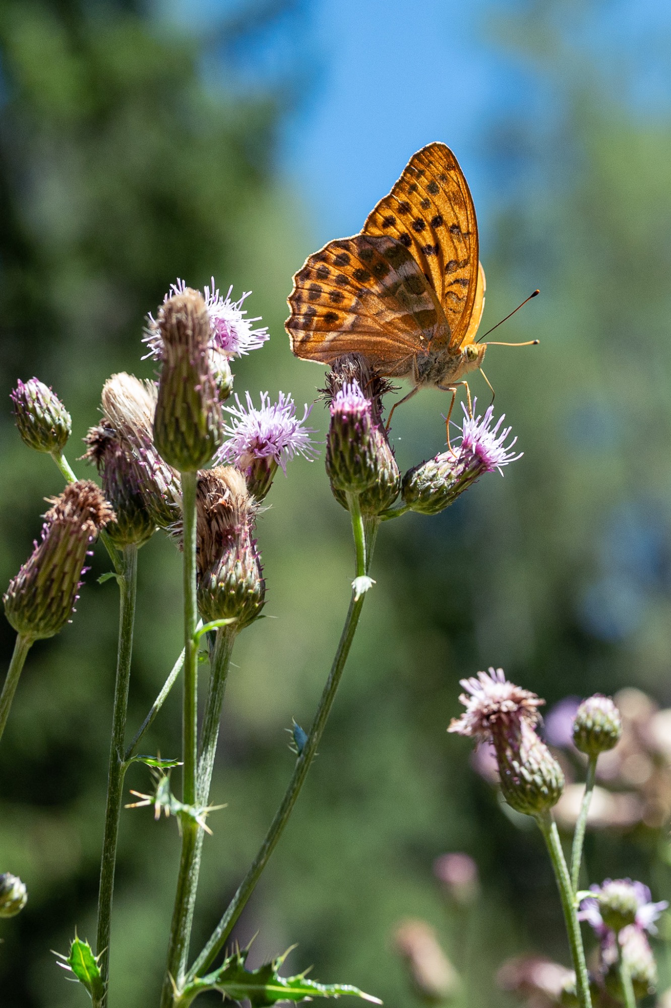 Argynnis paphia - Kaisermantel / Silver-washed Fritillary / borboleta tabaco-de-espanha, Argynnis paphia