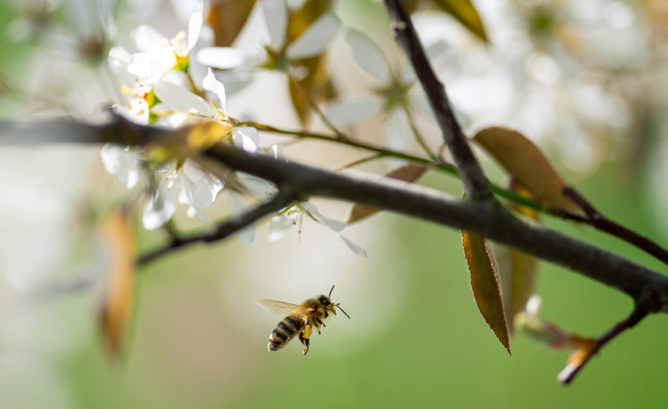 Apis mellifera - Westliche Honigbiene / western honey bee / abelha-do-mel Apis mellifera