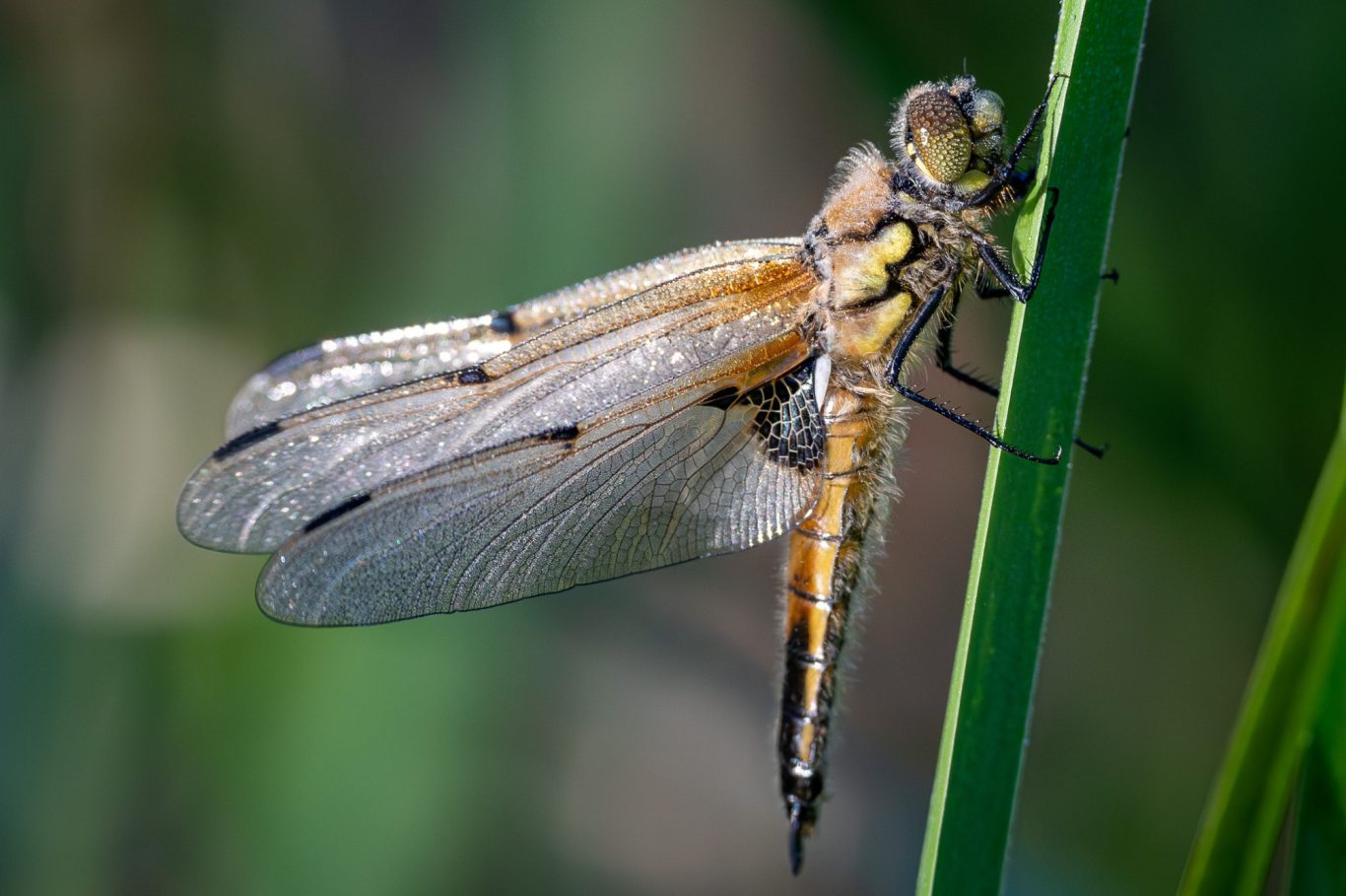 Libellula quadrimaculata - Vierfleck / four-spotted chaser / libélula-de-quatro-pintas Libellula quadrimaculata