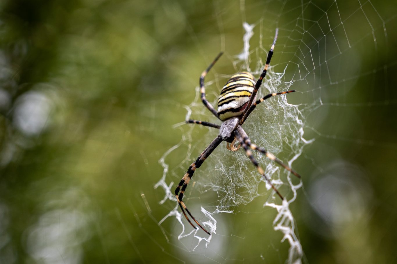 Argiope bruennichi - Wespenspinne / wasp spider / aranha-vespa Argiope bruennichi