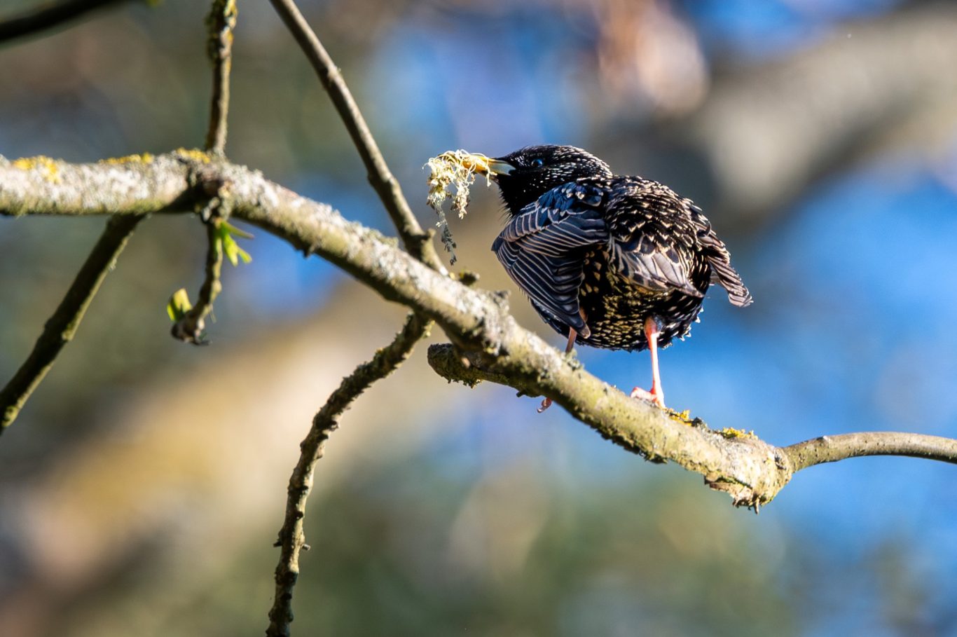 Sturnus vulgaris - Star / starling / estorninho-malhado Sturnus vulgaris