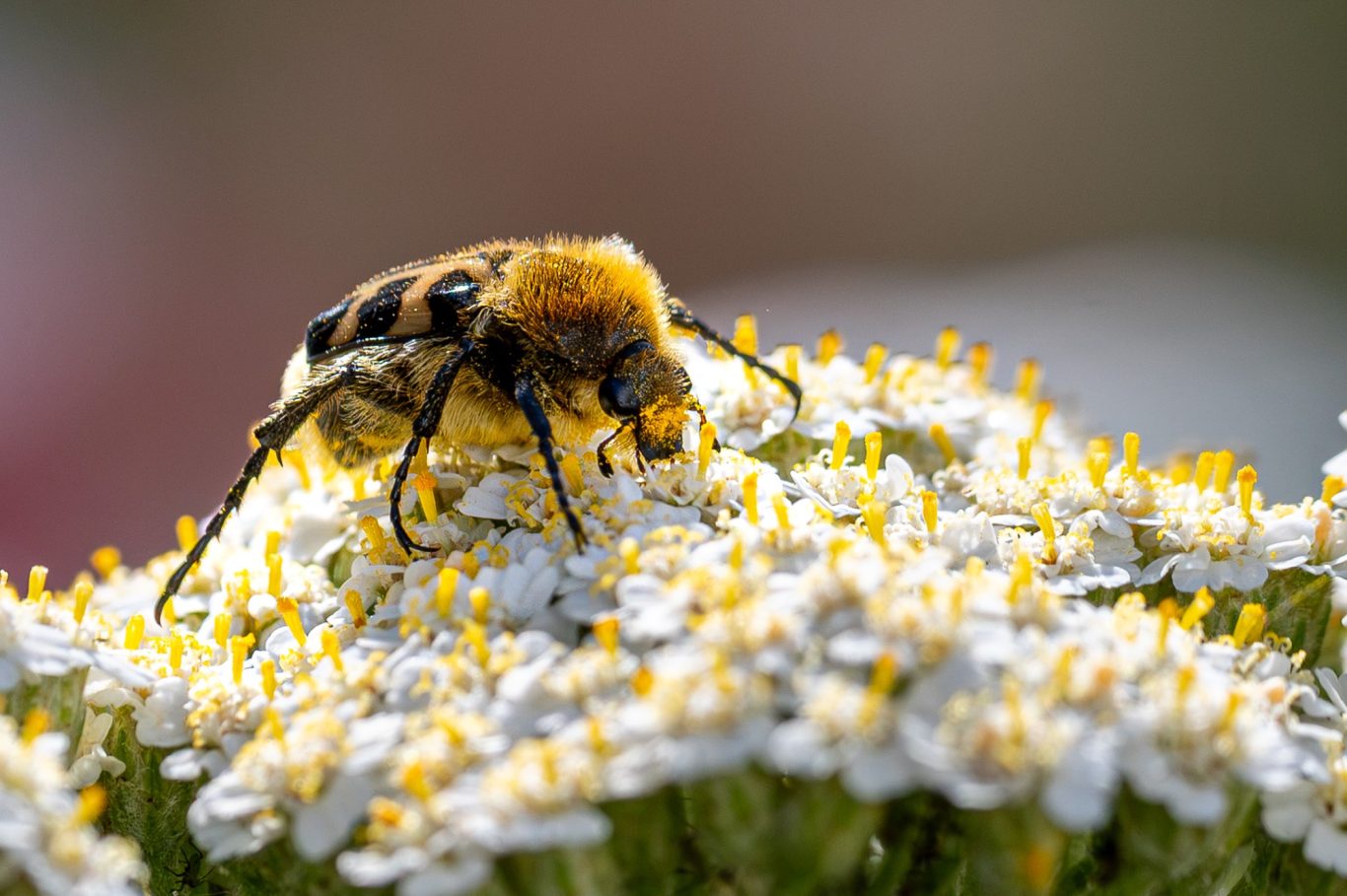 Trichius gallicus - Glattschieniger Pinselkäfer / bee beetle / escaravelho-gálico Trichius gallicus