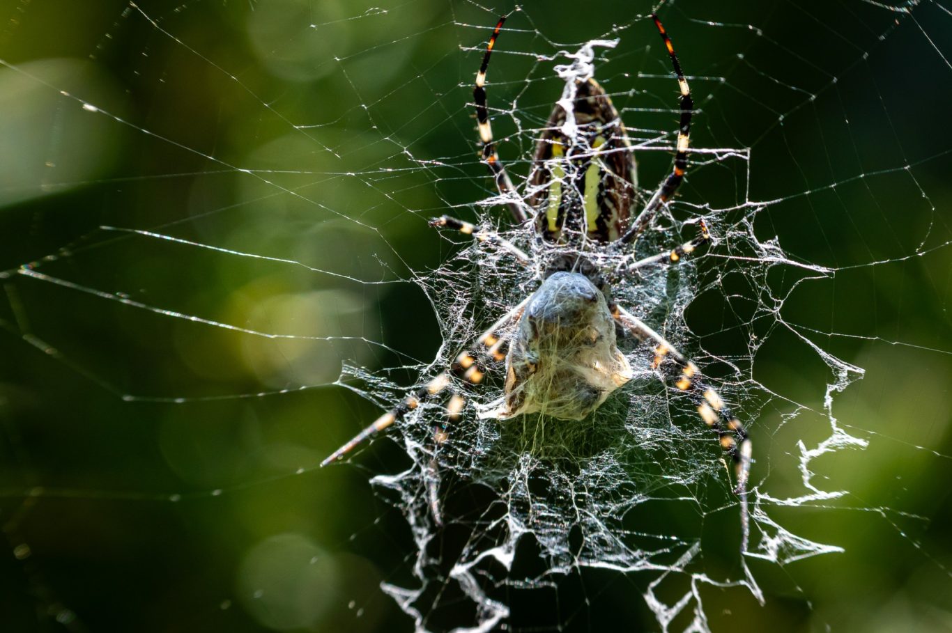 Argiope bruennichi - Wespenspinne / wasp spider / aranha-vespa Argiope bruennichi