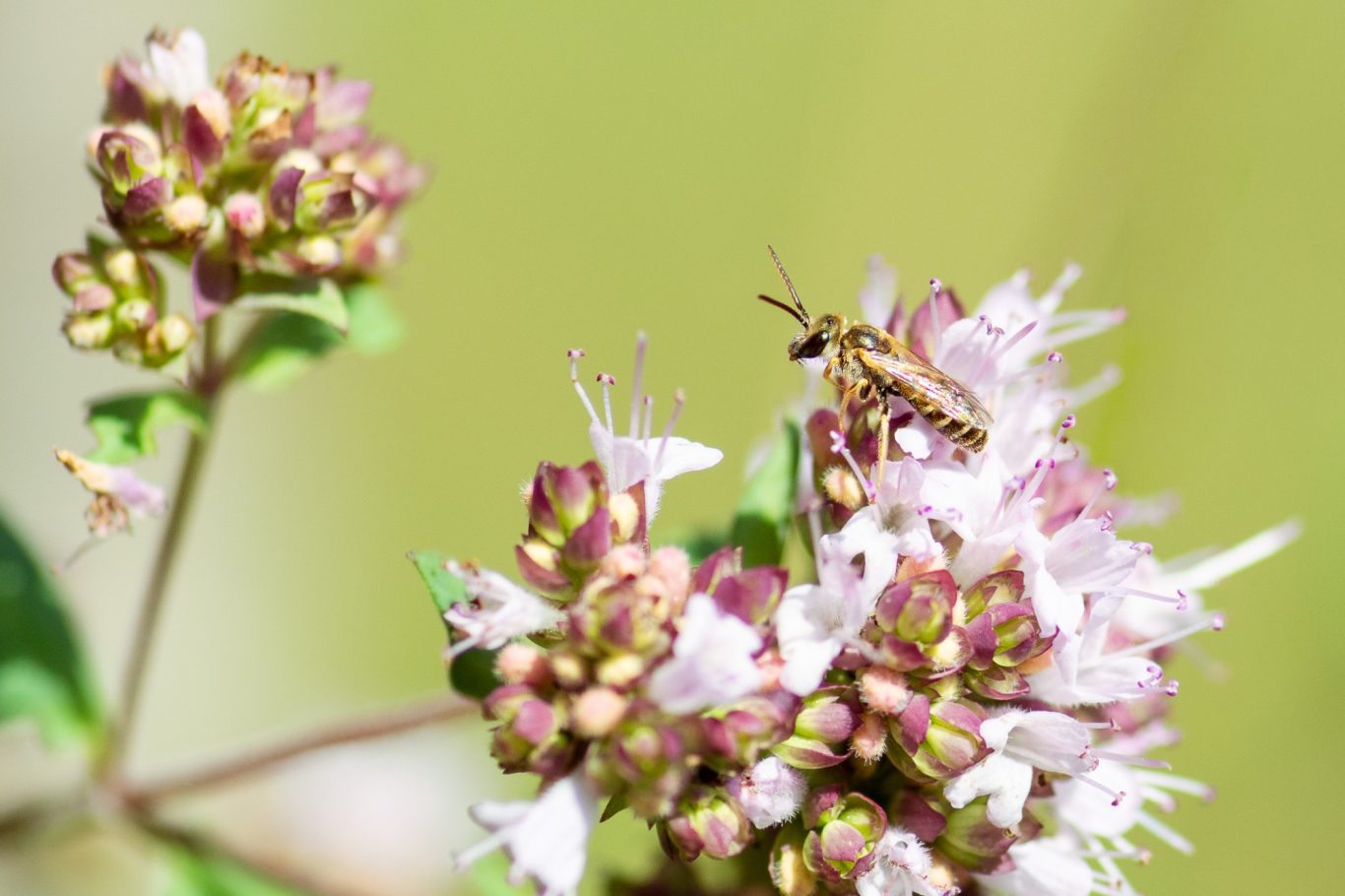 Halictus subauratus - Gold-Furchenbiene / golden furrow bee / abelha-de-ouro-alce Halictus subauratus