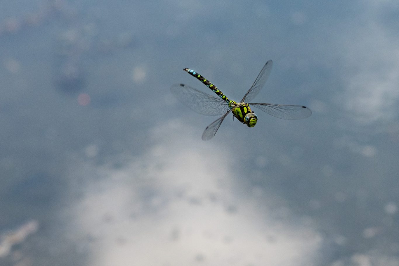 Aeshna cyanea - Blaugrüne Mosaikjungfern / southern hawker / Libélula tira-olhos-variado Aeshna cyanea