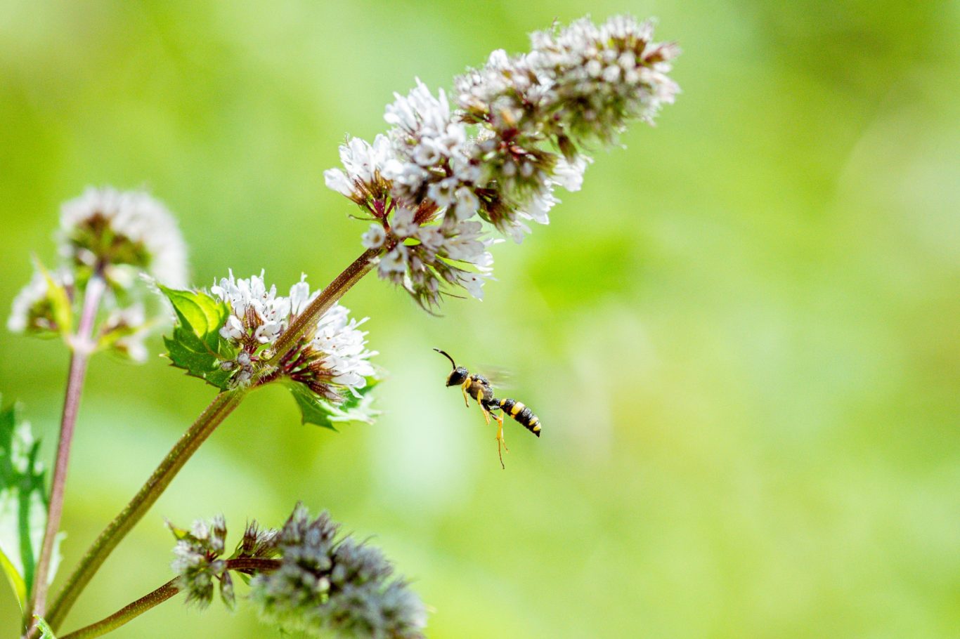 Ancistrocerus nigricornis - Mauer-Lehmwespe / early mason wasp / vespa-do-barro Ancistrocerus nigricornis