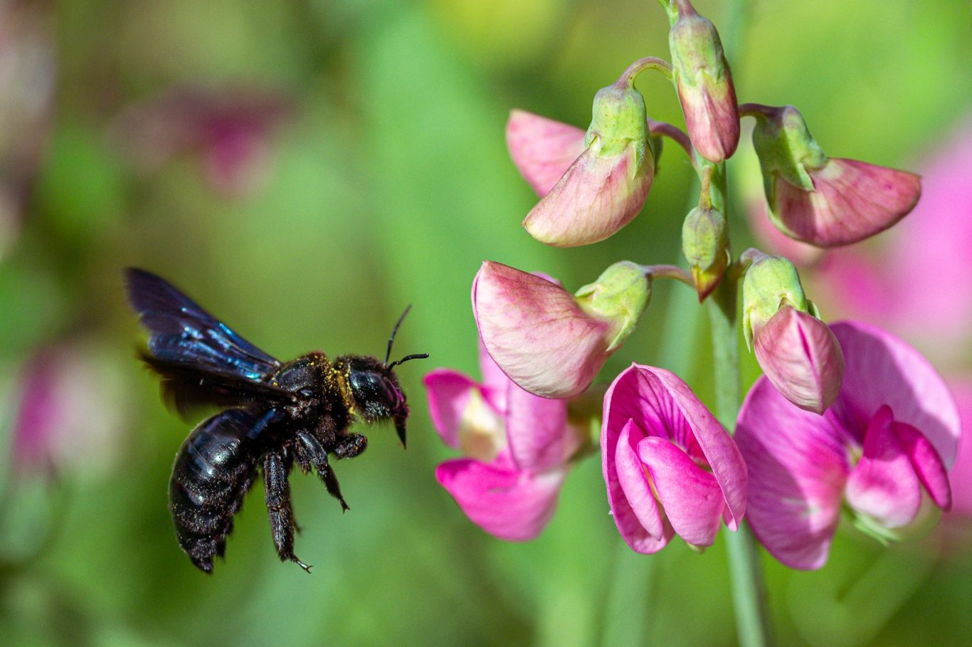 Xylocopa violacea - Große Blaue Holzbiene / violet carpenter bee / abelha-carpinteira ou abelhão-preto Xylocopa violacea