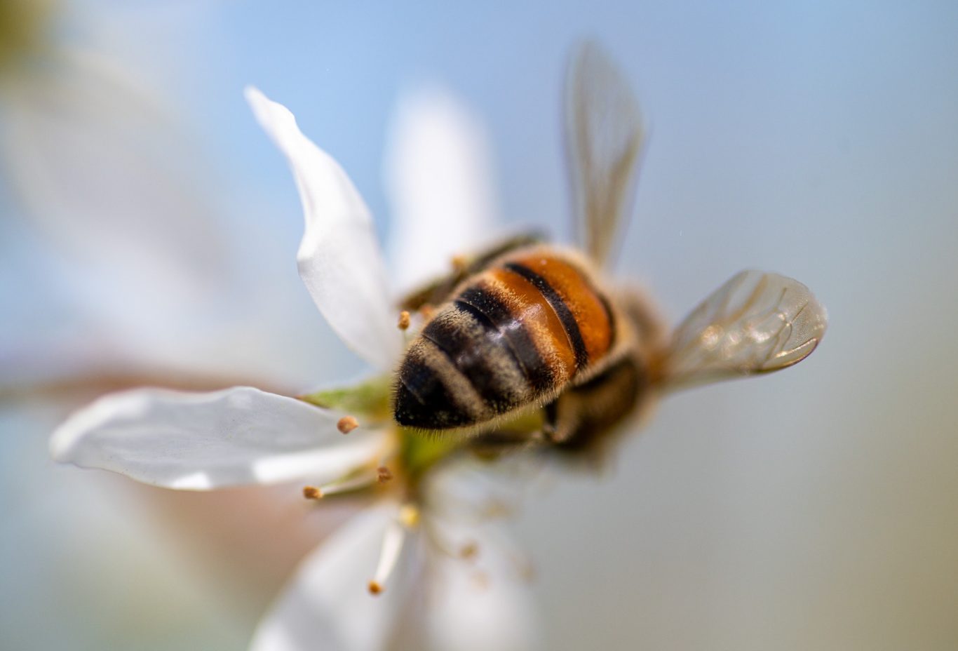 Apis mellifera - Westliche Honigbiene / western honey bee / abelha-do-mel Apis mellifera diving in to collect some nectar